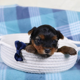 Raven - Available 2/19