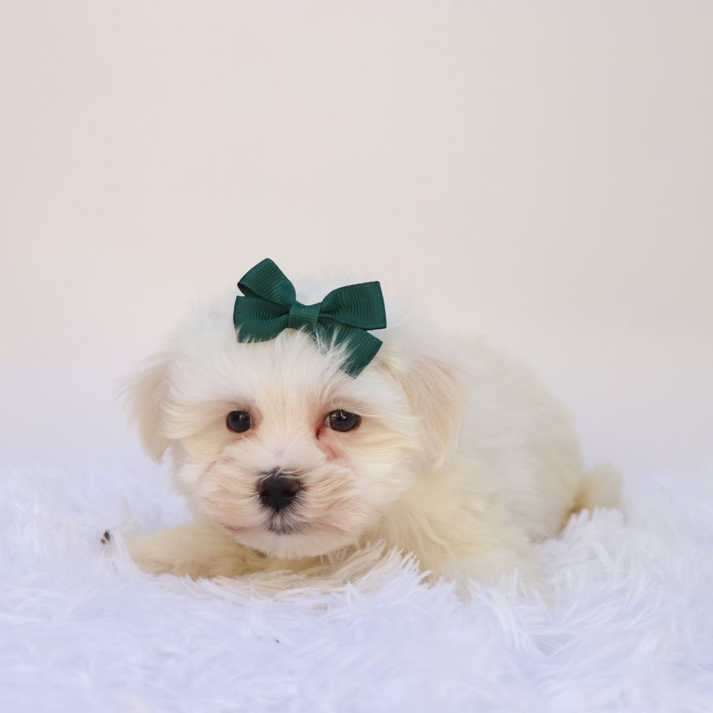 Raya - Available Now