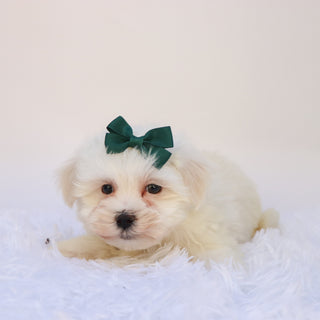 Raya - Available Now