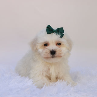 Raya - Available Now