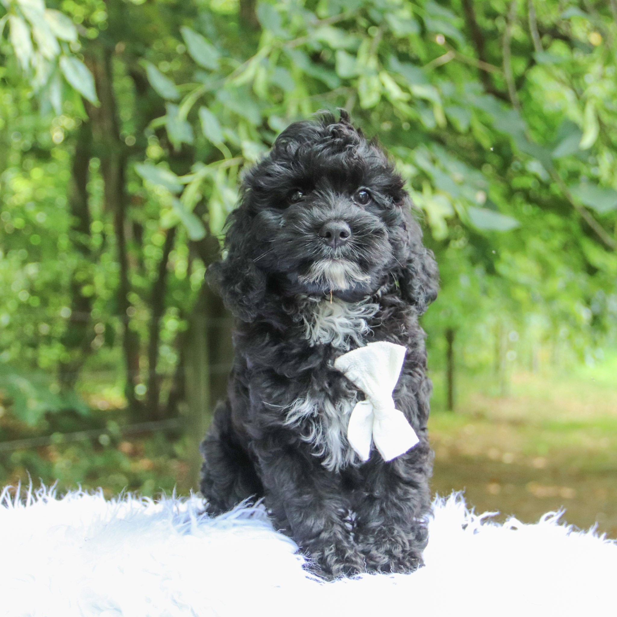 Why Choose Happytail Puppies