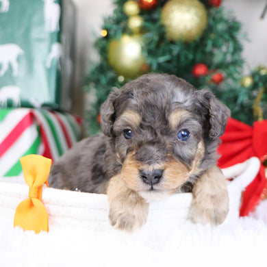 Reggie - Available 1/21