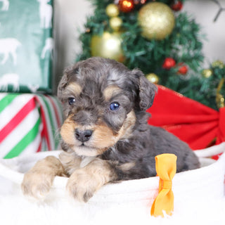 Reggie - Available 1/21