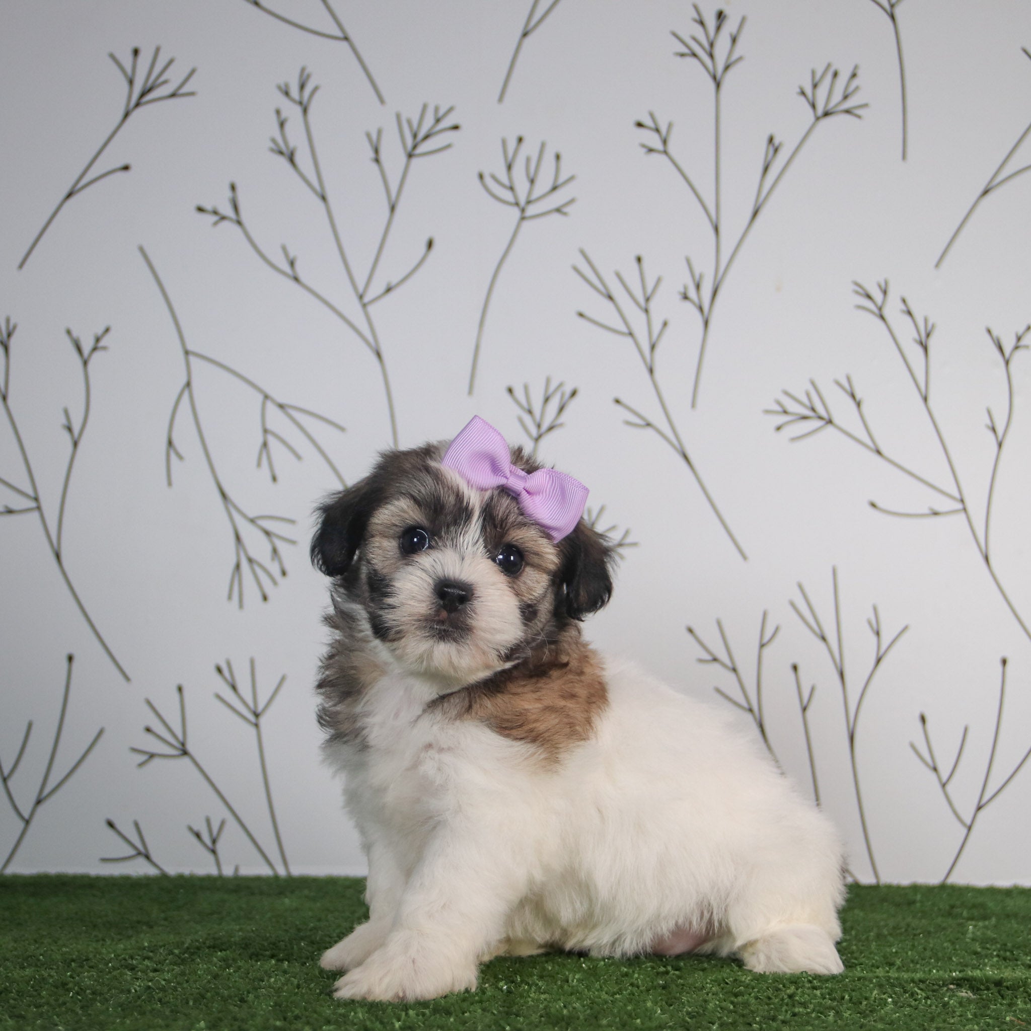 Why choose Happytail puppies