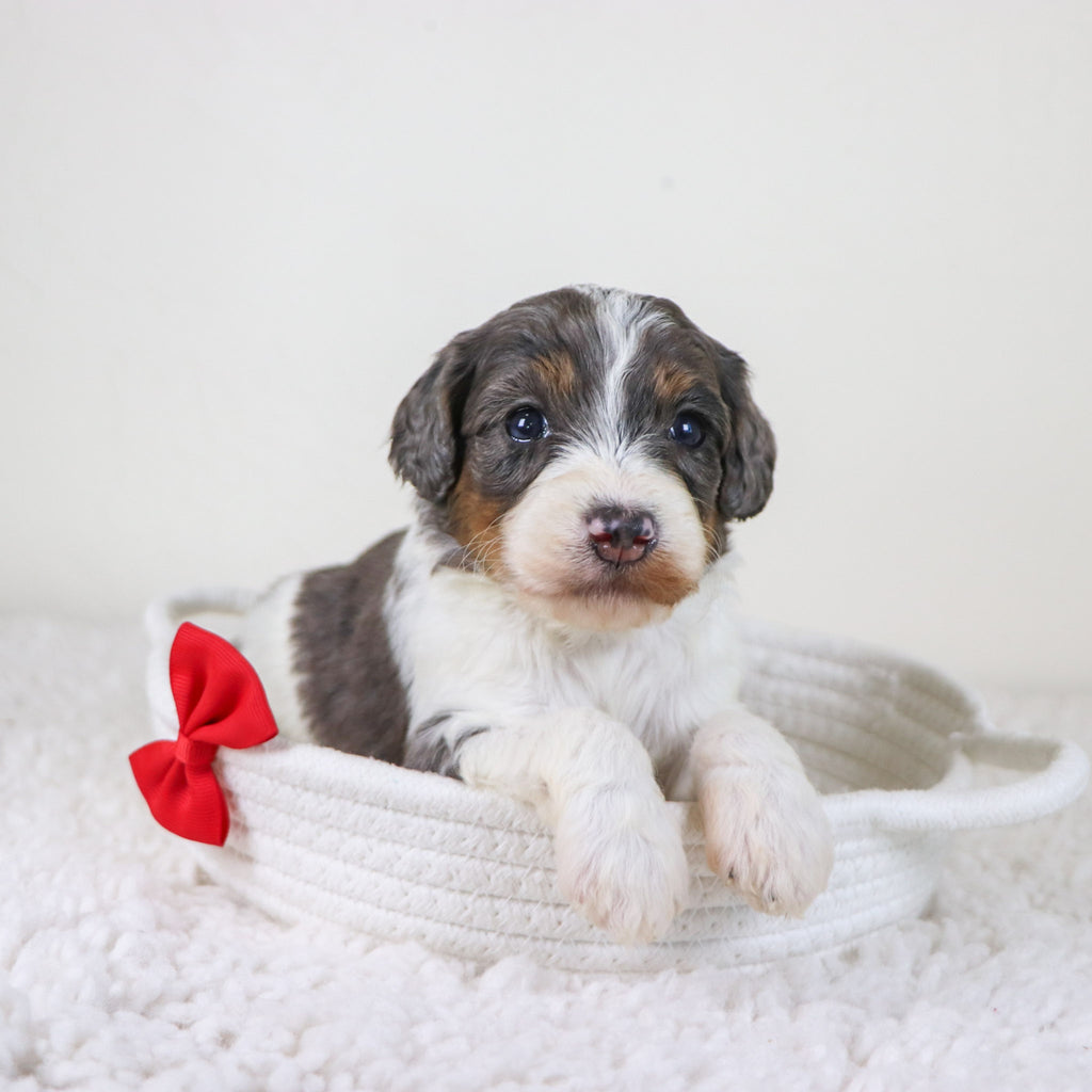 Rhett - Available Now