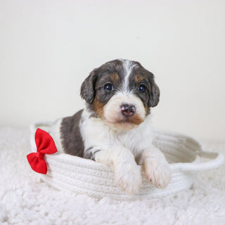 Rhett - Available Now