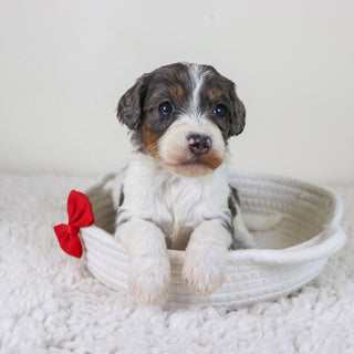 Rhett - Available Now