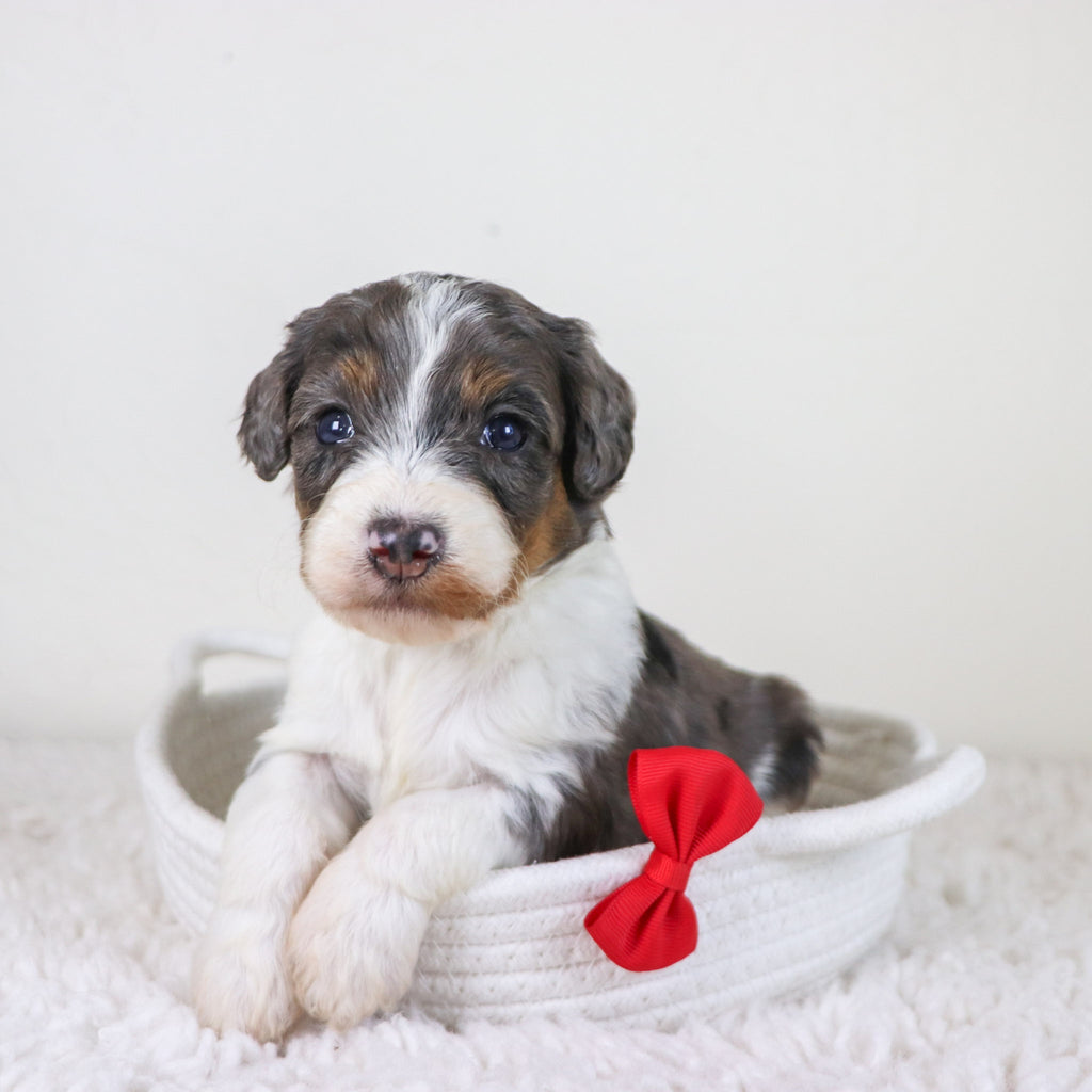 Rhett - Available Now