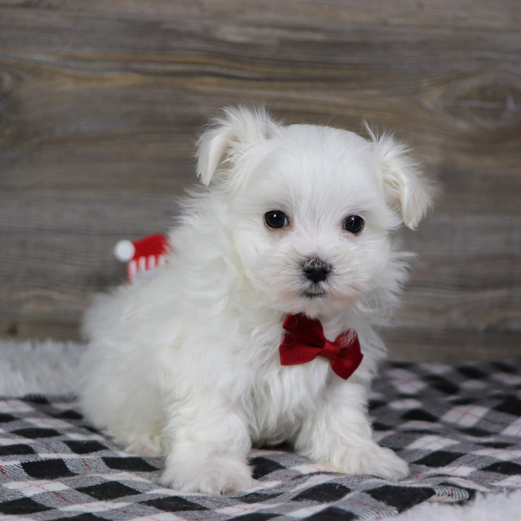 Roan - Available 1/8