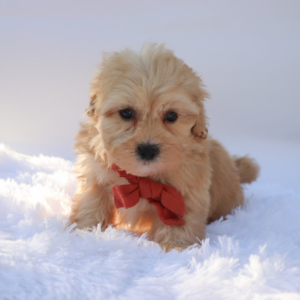 Roland - Available Now