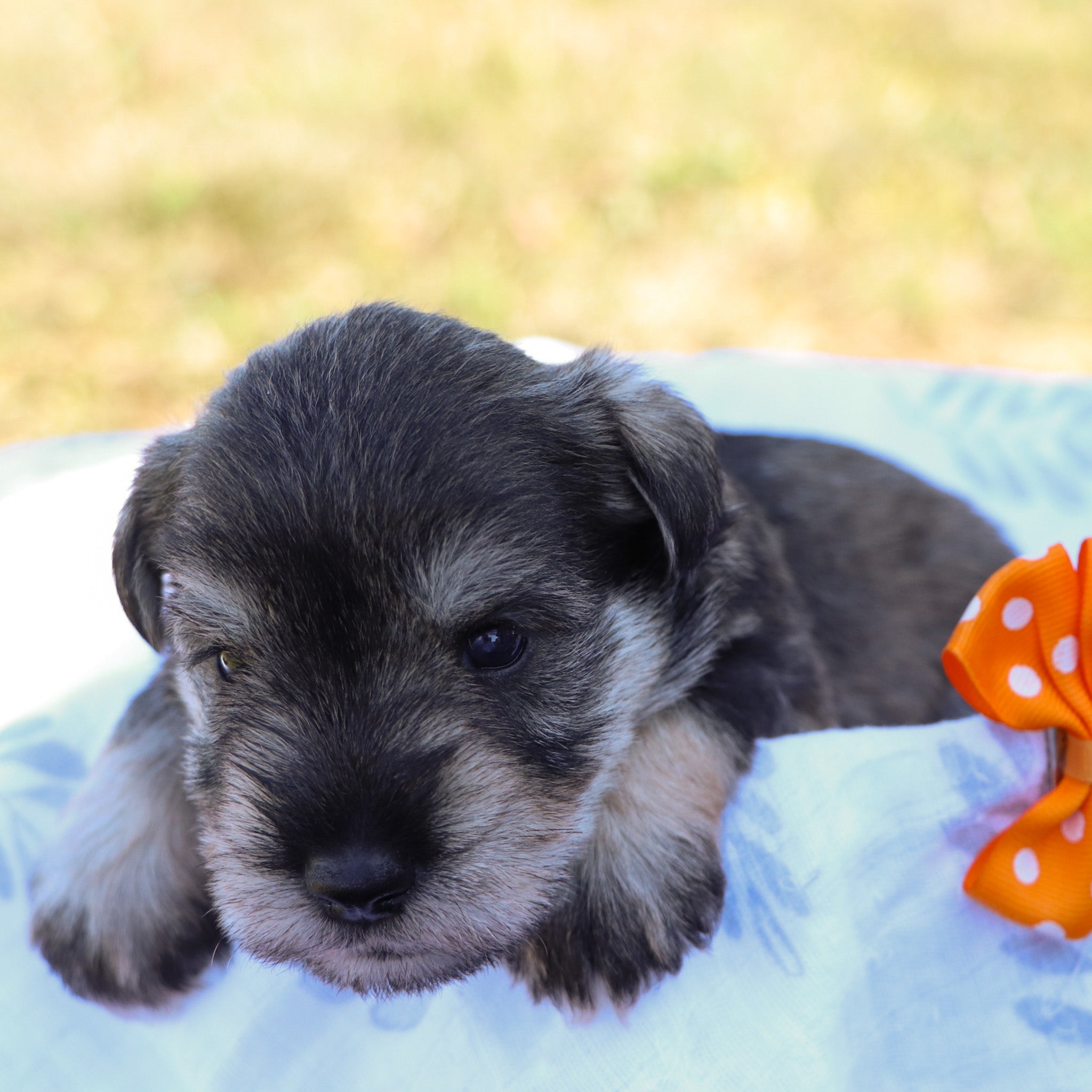Why Choose Happytail Puppies