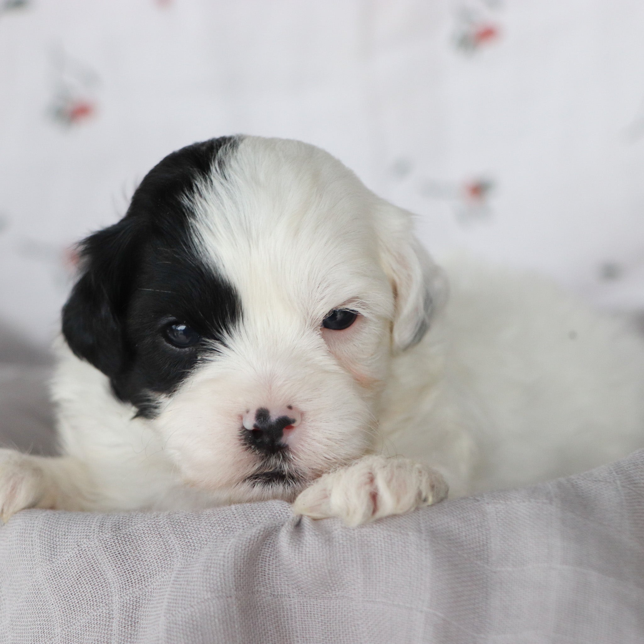 Puppies for sale in Yonkers, NY