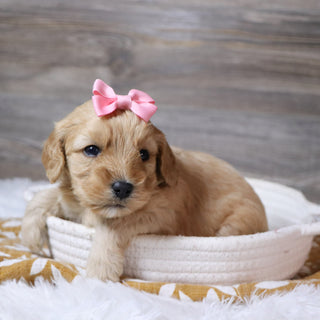 Rosa - Available 12/23