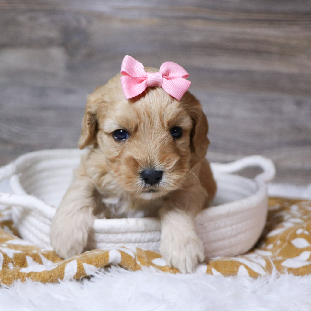 Rosa - Available 12/23