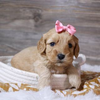 Rosa - Available 12/23