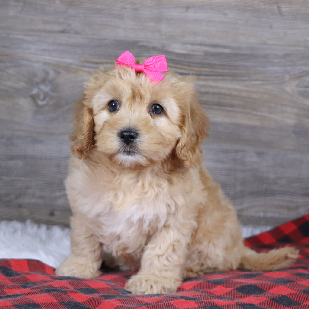 Rosa - Available 12/23