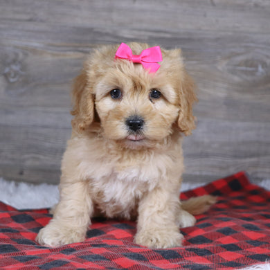 Rosa - Available 12/23