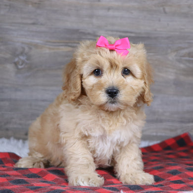 Rosa - Available 12/23