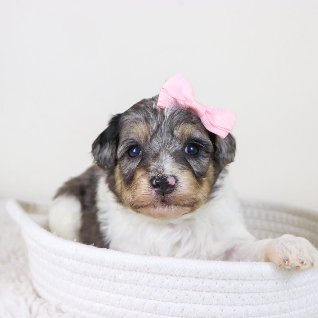 Rosaria - Available 11/12