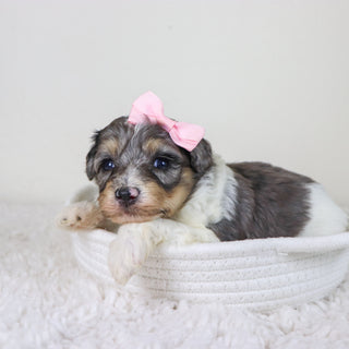 Rosaria - Available 11/12