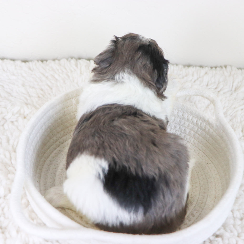 Rosaria - Available 11/12