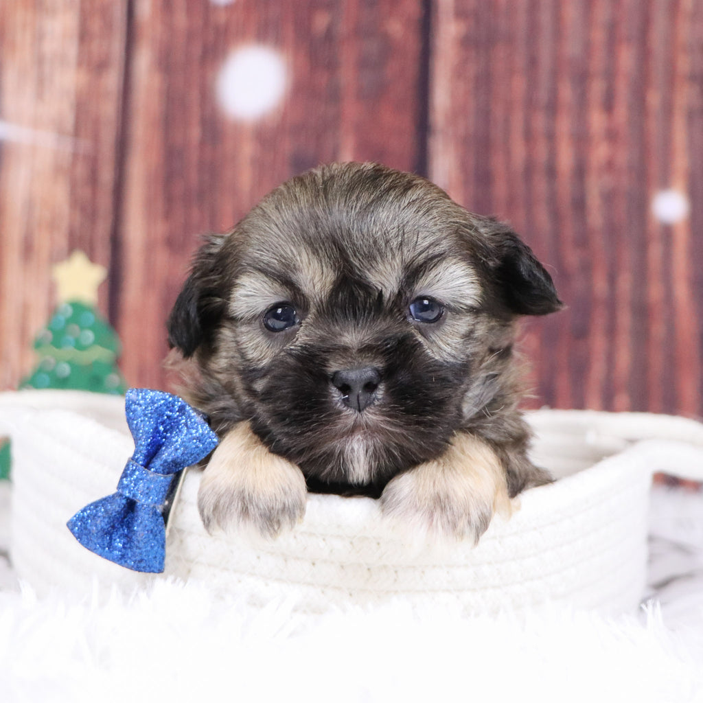 Roscoe - Available 12/31