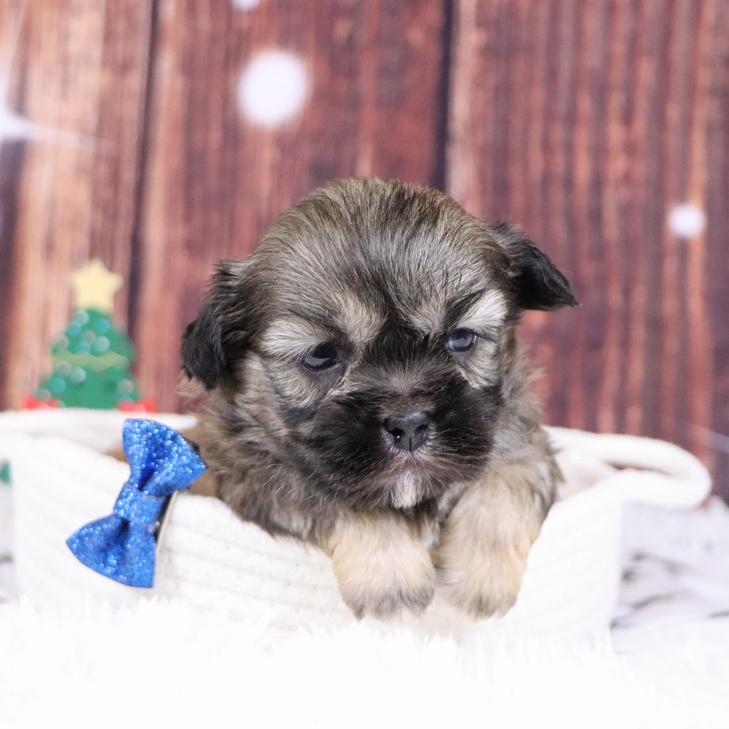 Roscoe - Available 12/31