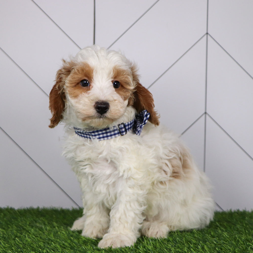 Ross - Available 1/15