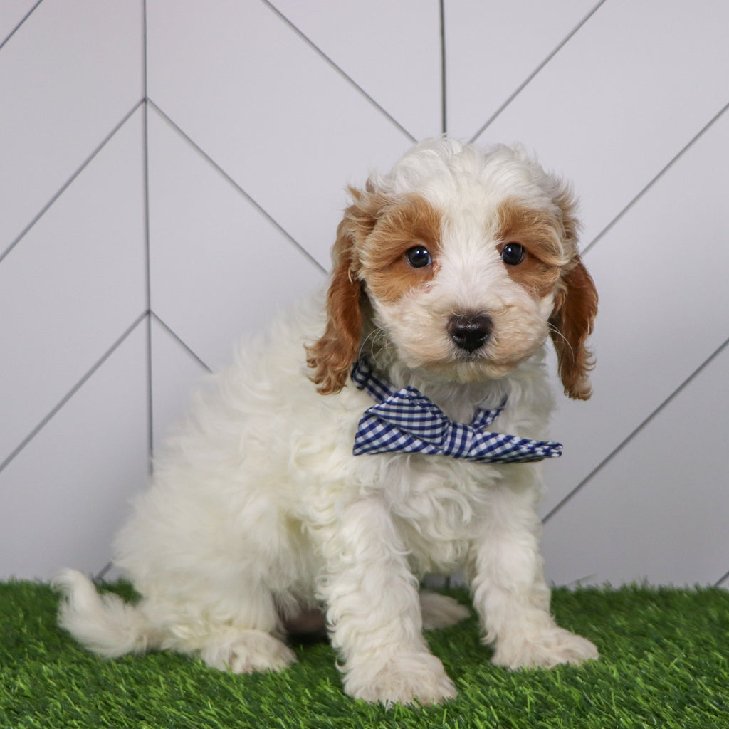 Ross - Available 1/15