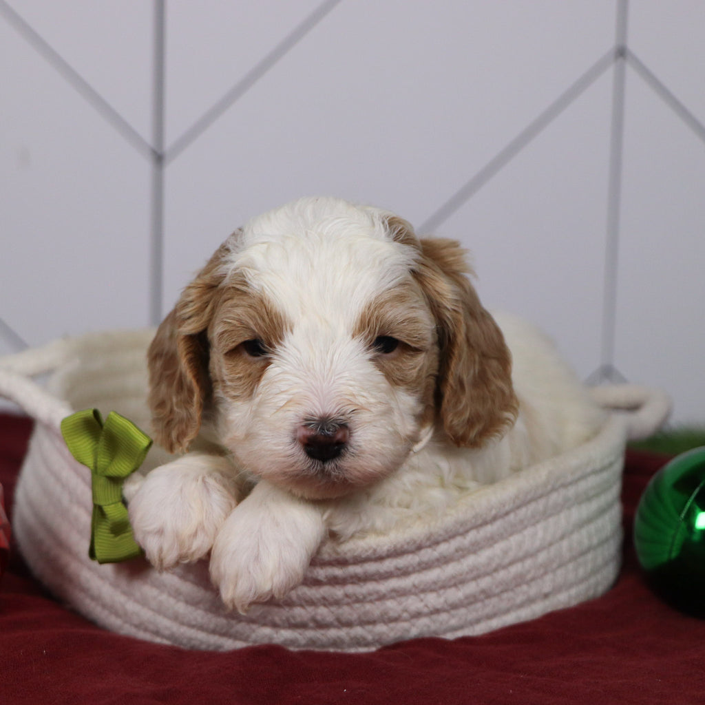 Ross - Available 1/15