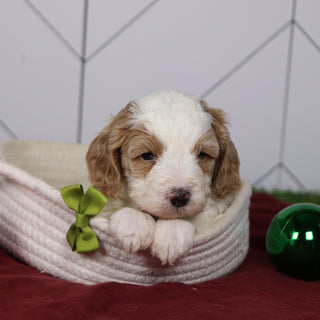 Ross - Available 1/15