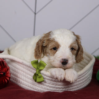 Ross - Available 1/15