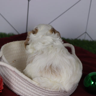 Ross - Available 1/15