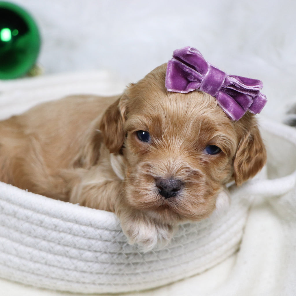 Roxanne - Available 1/21