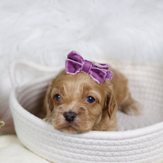 Roxanne - Available Now