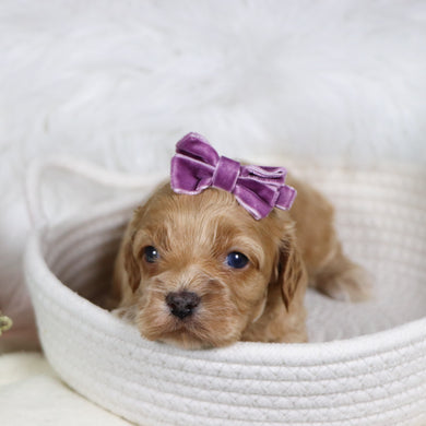 Roxanne - Available 1/21