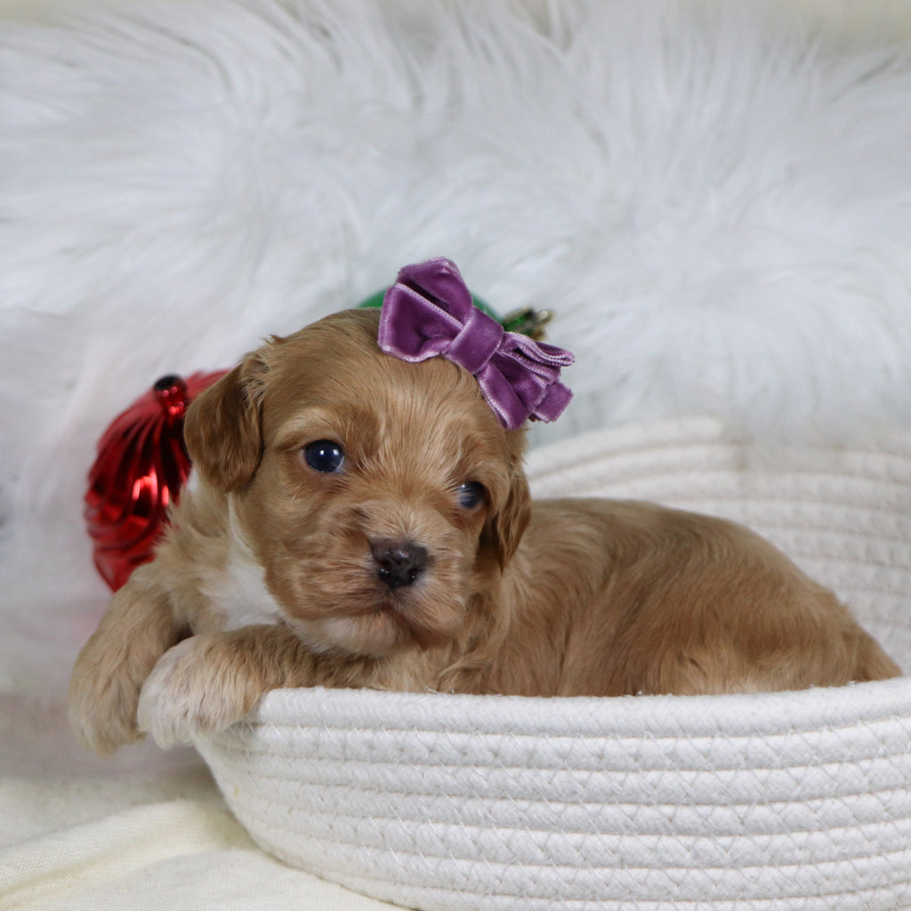 Roxanne - Available 1/21