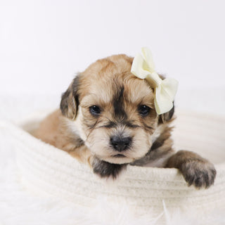 Roxi - Available 11/26