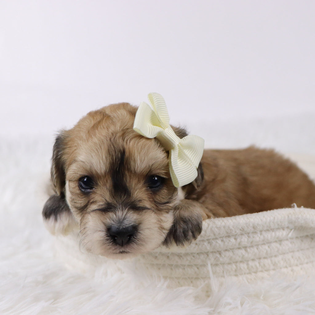 Roxi - Available 11/26