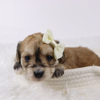 Roxi - Available 11/26