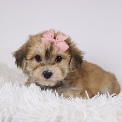 Roxi - Available 11/26