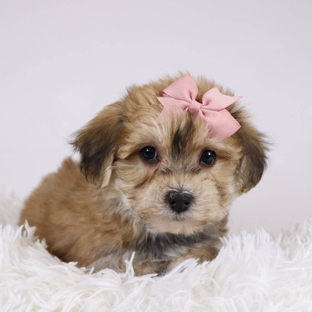 Roxi - Available 11/26