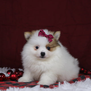 Roxi - Available 12/3