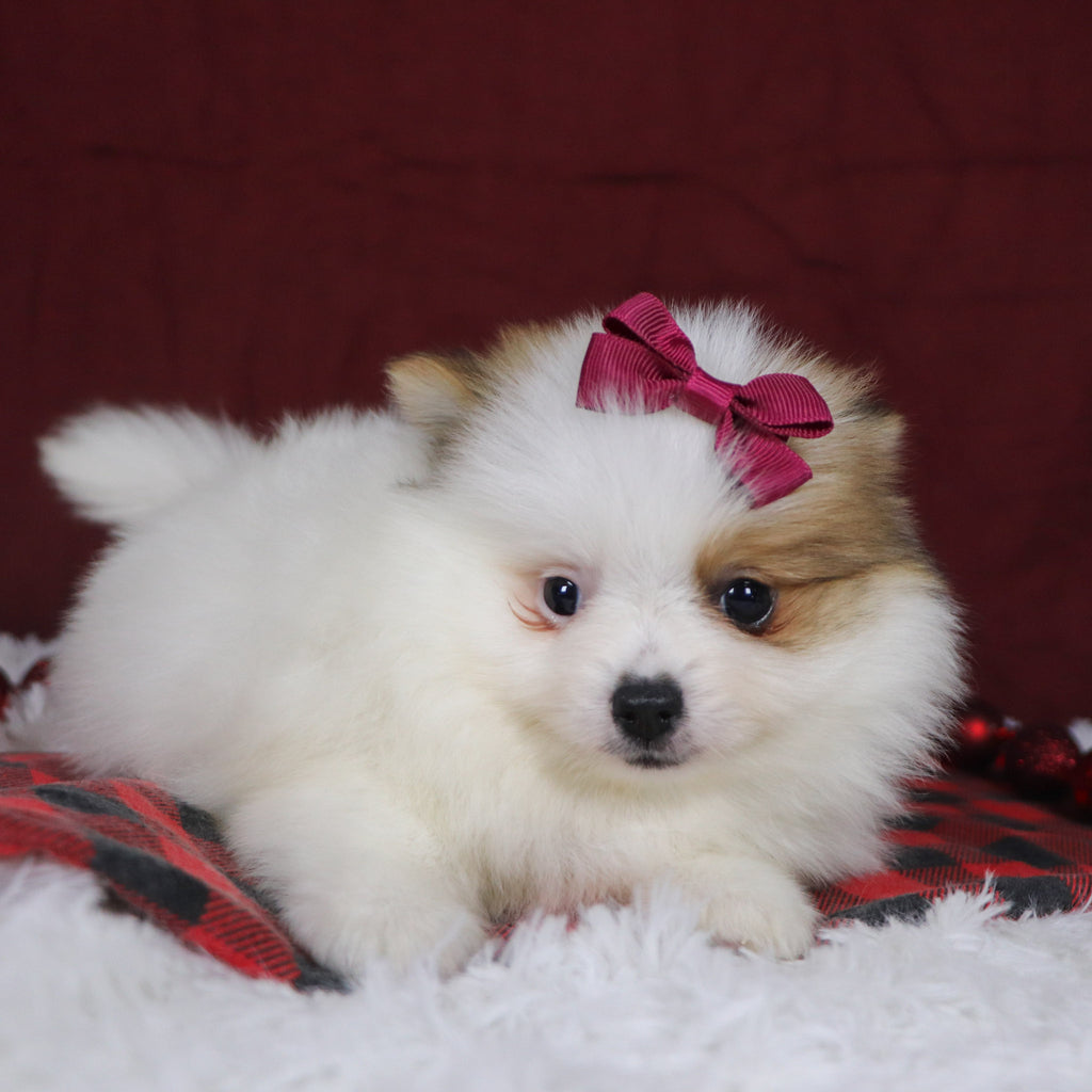 Roxi - Available Now