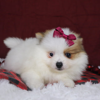 Roxi - Available Now