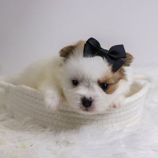 Roxi - Available Now