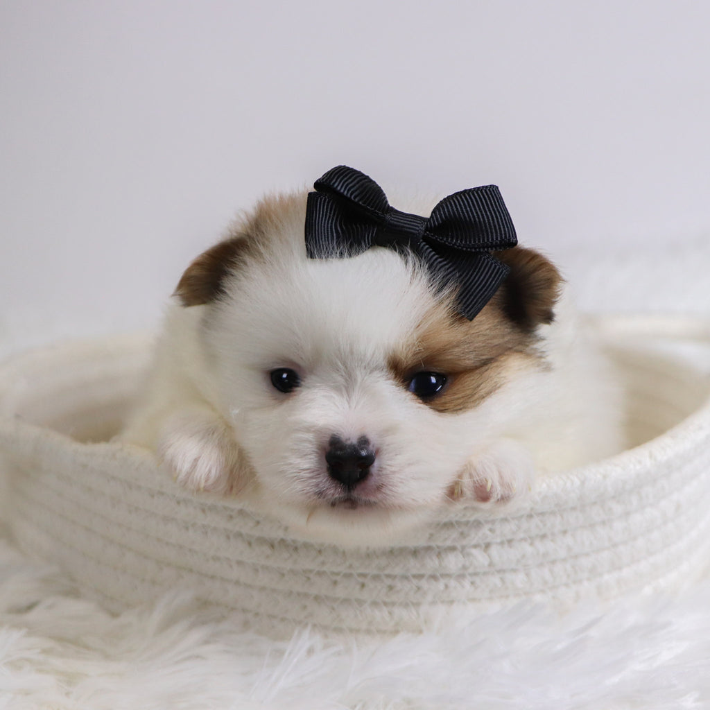 Roxi - Available Now