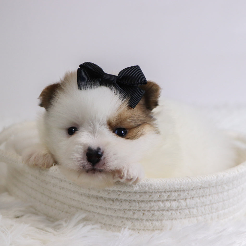 Roxi - Available Now