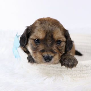 Ryse - Available 11/26