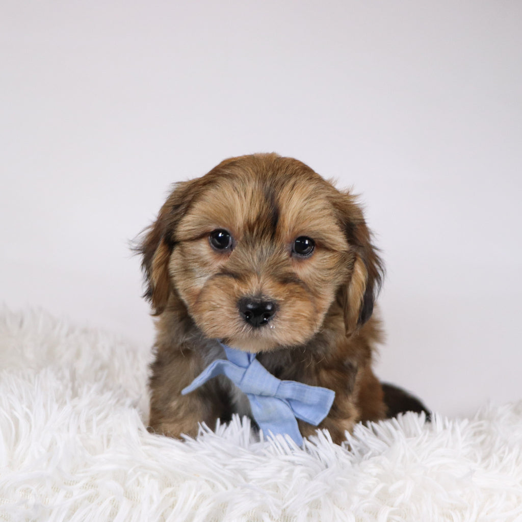 Ryse - Available 11/26